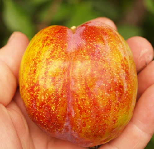 Prunus armeniaca x domestica ssp. pluot 'Flavor Grenade'